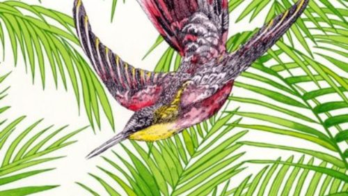 Sunbird W6543-02